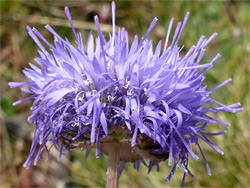 Sheep's bit scabious