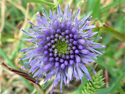 Purple-blue flowerhead