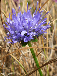 Exserted stamens