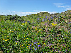 Many wildflowers