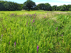 Purple loosestrife