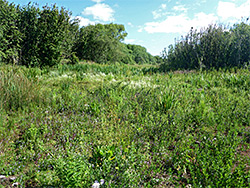 Marsh plants