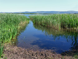 Channel through reeds