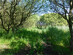 Trees and reeds