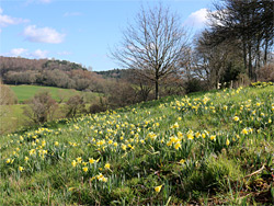 Daffodil slope