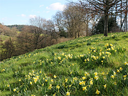 Daffodil grassland
