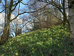 Trees and daffodils