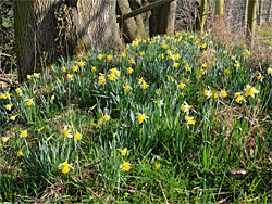 Group of daffodils