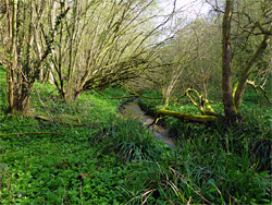 Trees beside the brook