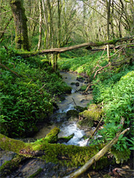 Plants beside the brook