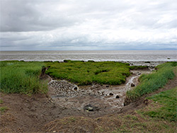 Saltmarsh