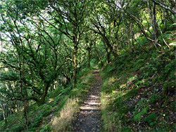 Woodland path