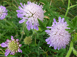 Field scabious - flowers