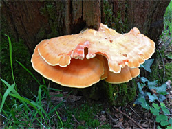 Sulphur polypore