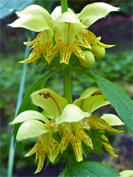 Yellow archangel