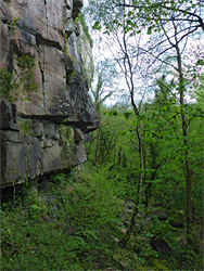 Trees beside a cliff