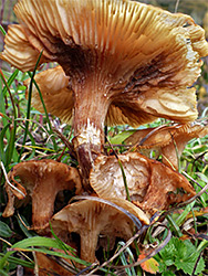 Honey fungus