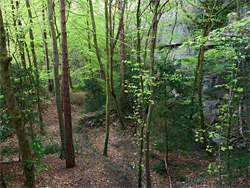 Trees in an old quarry