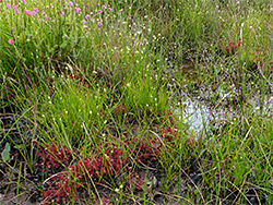 Bog plants