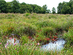 Pools in the bog