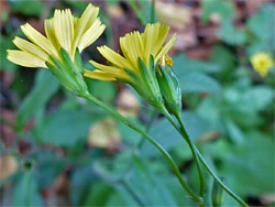 Common nipplewort