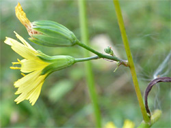 Two flowerheads, one withered