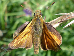 Large skipper