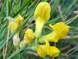 Lathyrus pratensis