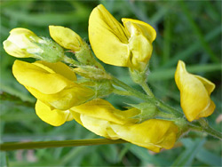 Hairy calyces