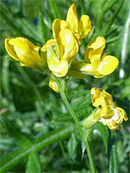 Flowers, starting to wither