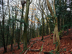 Leaves on the path