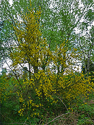 Large broom bush