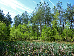 Trees beside a pond