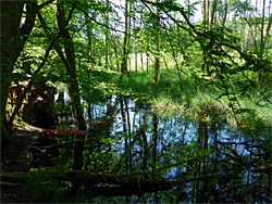 Trees and water