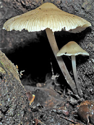 Bonnet mushroom