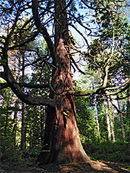 Giant redwood