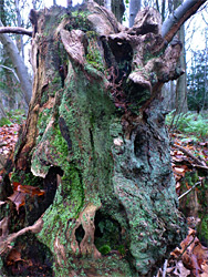 Lichen-covered stump