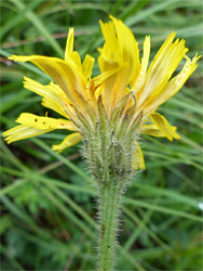 Uneven flowerhead