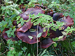 Bay polypore