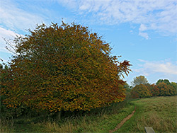 Grassland path