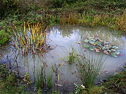 Pond