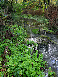 Streamside plants