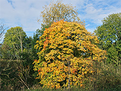 Autumnal tree