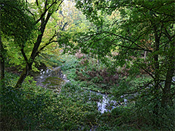 Dense woodland