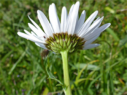 Florets and phyllaries