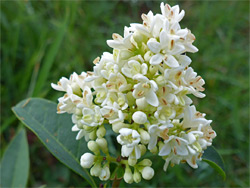 Ligustrum vulgare