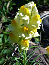 Linaria vulgaris