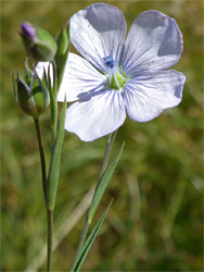 Pale flax