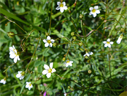 Fairy flax