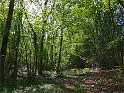 Shady woodland